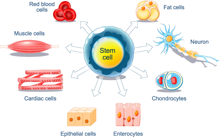 様々な細胞になる幹細胞